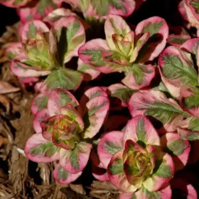 Вербейник АЛЕКСАНДР точечный в Сморгони