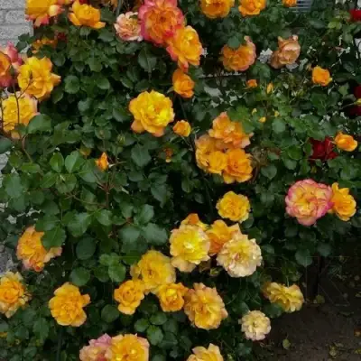 Роза САХАРА плетистая в Сморгони