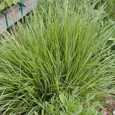 Вейник АВАЛАНШ остроцветковый в Сморгони