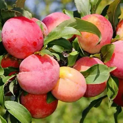 Слива ФАВОРИТЕ ДЕ СУЛТАНО в Сморгони