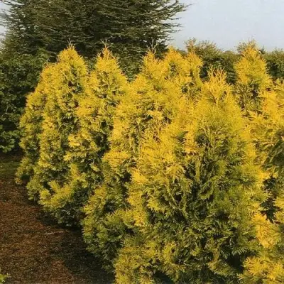 Туя ЕВРОПА ГОЛД западная в Сморгони