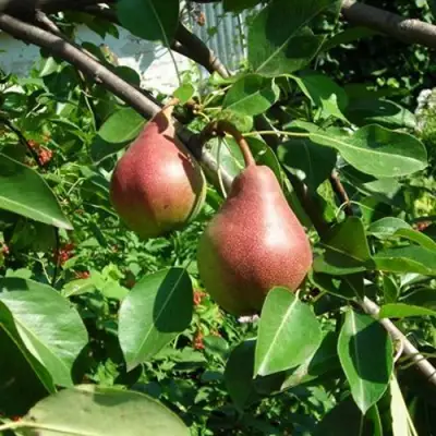 Груша РУМЯНАЯ КЕДРИНА в Сморгони