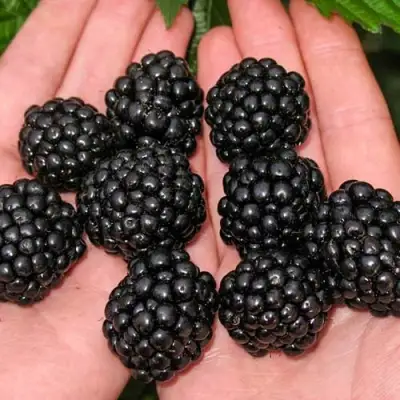 Ежевика ДЖАМБО бесшипная  в Сморгони