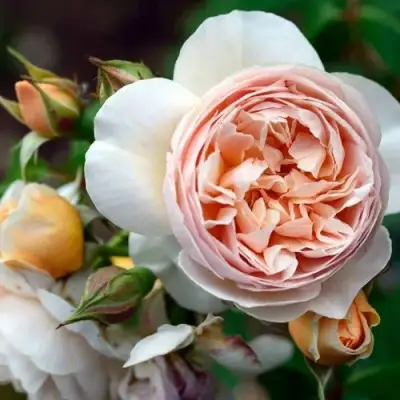 Роза ДЖУЛЬЕТТА английская в Сморгони