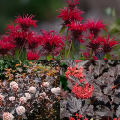 Комплект ОГНЕННЫЙ МИКС в Сморгони