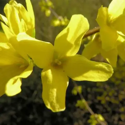 Форзиция ФОРЧУНА в Сморгони