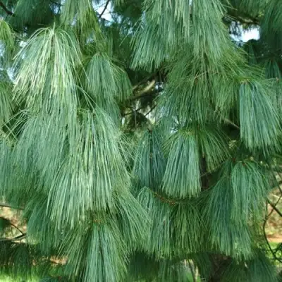 Сосна гриффита в Сморгони