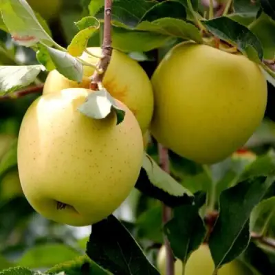 Яблоня ГОЛДЕН ВЛАДИМИРСКИЙ в Сморгони