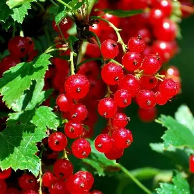 Смородина красная НЕНАГЛЯДНАЯ в Сморгони