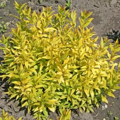 Бирючина АУРЕА обыкновенная в Сморгони