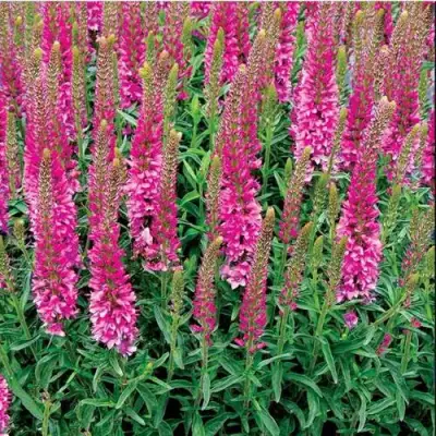 Вероника РОНИКА ФУКСИЯ в Сморгони