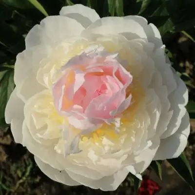 Пион БЛАШ КВИН травянистый в Сморгони