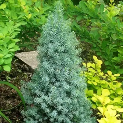 Ель КОНИКА сизая в Сморгони