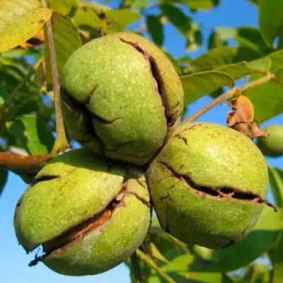 Грецкий орех ПИНСКИЙ в Сморгони