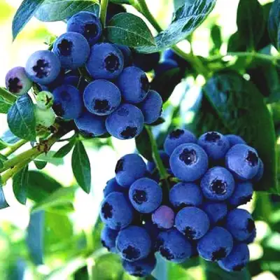 Голубика РЕКА в Сморгони