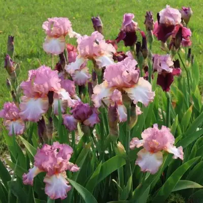 Ирис БЛАШИНГ ПИНК бородатый в Сморгони