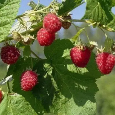 Малина КОЛОКОЛЬЧИК в Сморгони