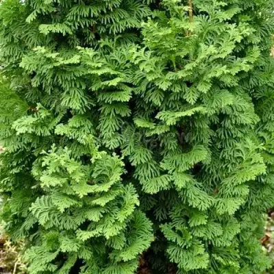 Туя СПИРАЛИС МИНИ западная в Сморгони