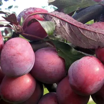 Слива ПАННА в Сморгони