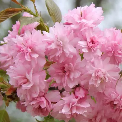 Сакура РОЗЕА ПЛЕНА в Сморгони