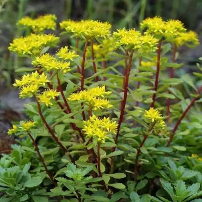 Очиток (седум) ИММЕРГРЮНХЕН в Сморгони