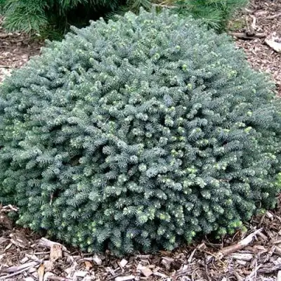 Ель ЭХИНИФОРМИС сизая в Сморгони