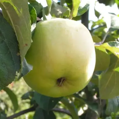 Яблоня АНТОНОВКА ОБЫКНОВЕННАЯ в Сморгони