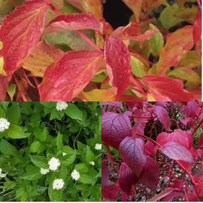 Комплект СЕВЕРНОЕ СИЯНИЕ в Сморгони