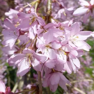 Сакура ПЕНДУЛА РУБРА в Сморгони