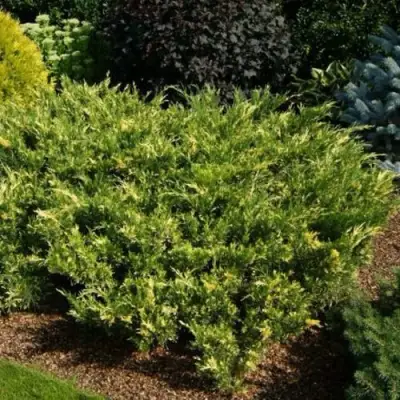 Можжевельник ВАРИЕГАТА казацкий  в Сморгони