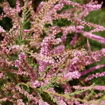 Тамарикс ПИНК КАСКАД в Сморгони