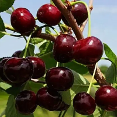 Вишня РОВЕСНИЦА в Сморгони