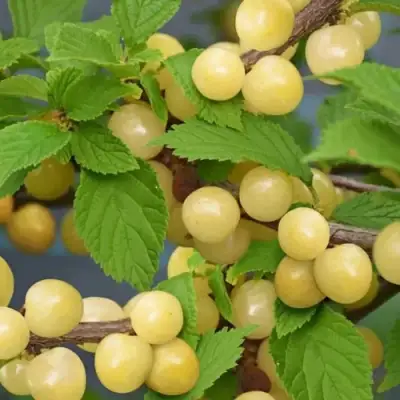 Вишня СНЕВИТ войлочная в Сморгони