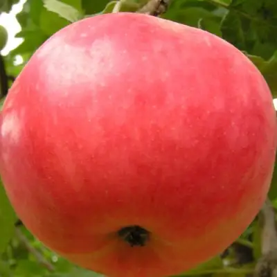 Яблоня СУЙСЛЕПСКОЕ (МАЛИНОВКА) в Сморгони