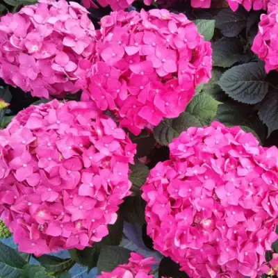 Гортензия ЭНДЛЕСС САММЕР ЛАВ крупнолистная в Сморгони