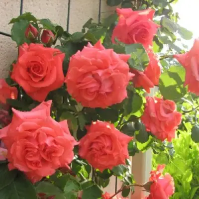 Роза ДИ ДИ БРИДЖУОТЕР плетистая в Сморгони