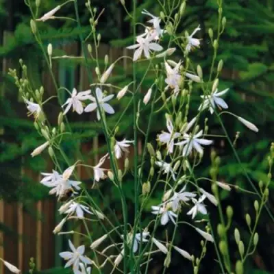 Венечник ветвистый в Сморгони