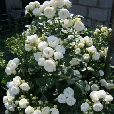 Роза АРТЕМИС шраб в Сморгони