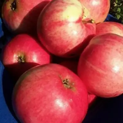 Яблоня СУЙСЛЕПСКОЕ (МАЛИНОВКА) в Сморгони