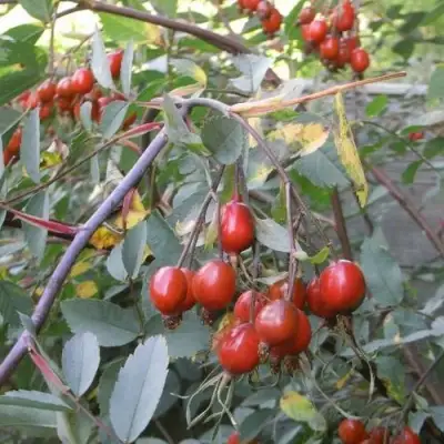 Роза сизая в Сморгони