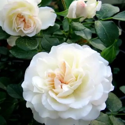 Роза ВАЙТ МЕЙДИЛАНД почвопокровная в Сморгони