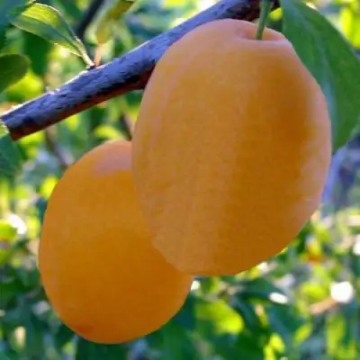 Слива НАТАША в Сморгони