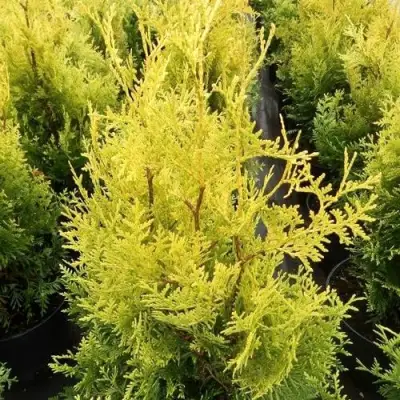 Туя ГОЛДЕН БРАБАНТ западная в Сморгони