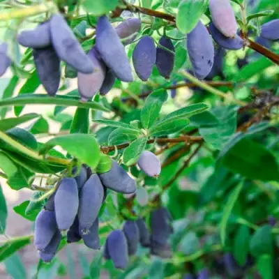Жимолость съедобная БЛЮ БАНАНА (ГОЛУБОЙ БАНАН) в Сморгони
