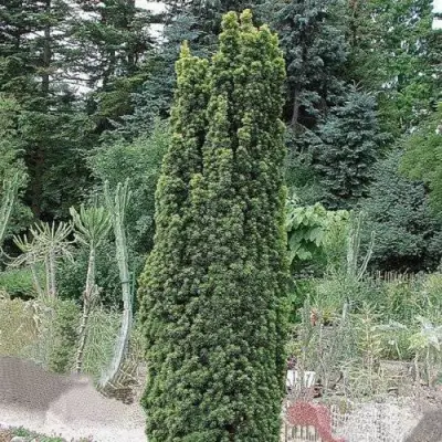 Тис ФАСТИГИАТА РОБУСТА  ягодный  в Сморгони