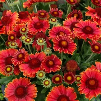 Гайлардия АРИЗОНА РЕД ШЕЙДС в Сморгони