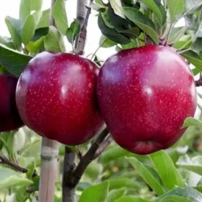 Яблоня РЕД ДЕЛИШЕС в Сморгони