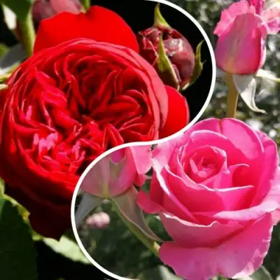 Комплект РОМАНТИЧЕСКИЙ БУКЕТ в Сморгони