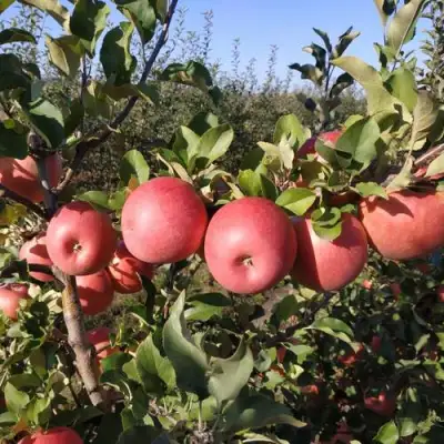 Яблоня ЧЕМПИОН РЕНО в Сморгони
