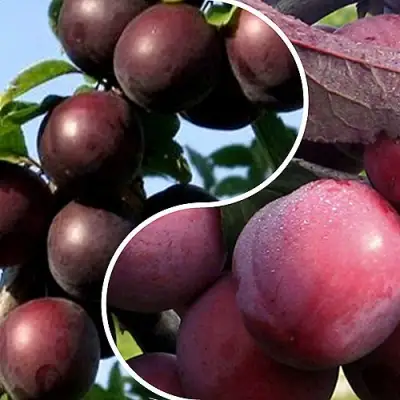 Комплект ИЗЮМИНКА САДА в Сморгони